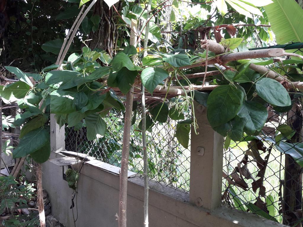 Arana Bungalow كالي المظهر الخارجي الصورة